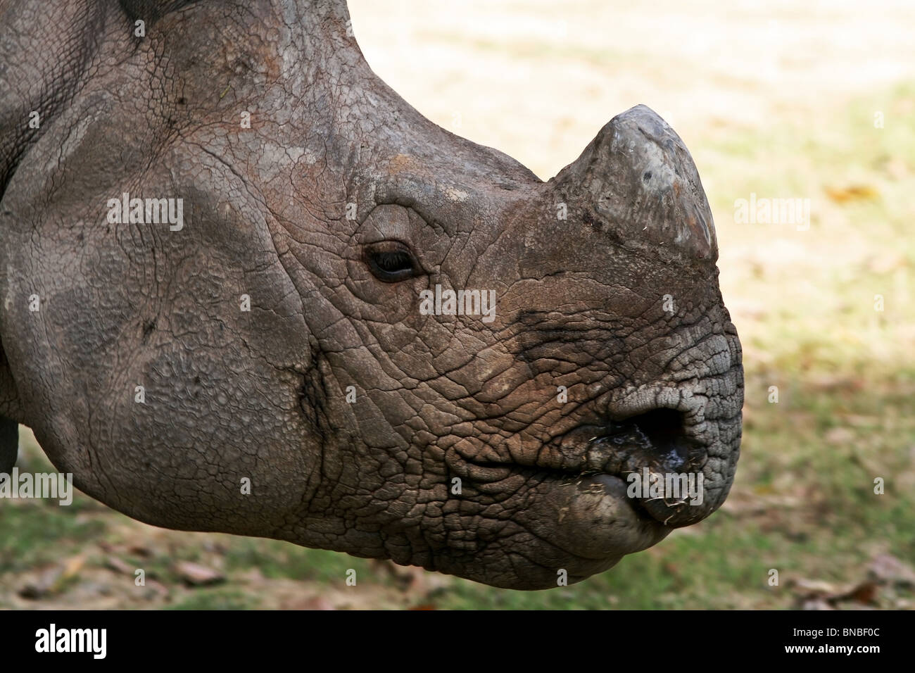 Rhinocéros indien portrait. Photo prise dans le Zoo de New Delhi, Inde Banque D'Images