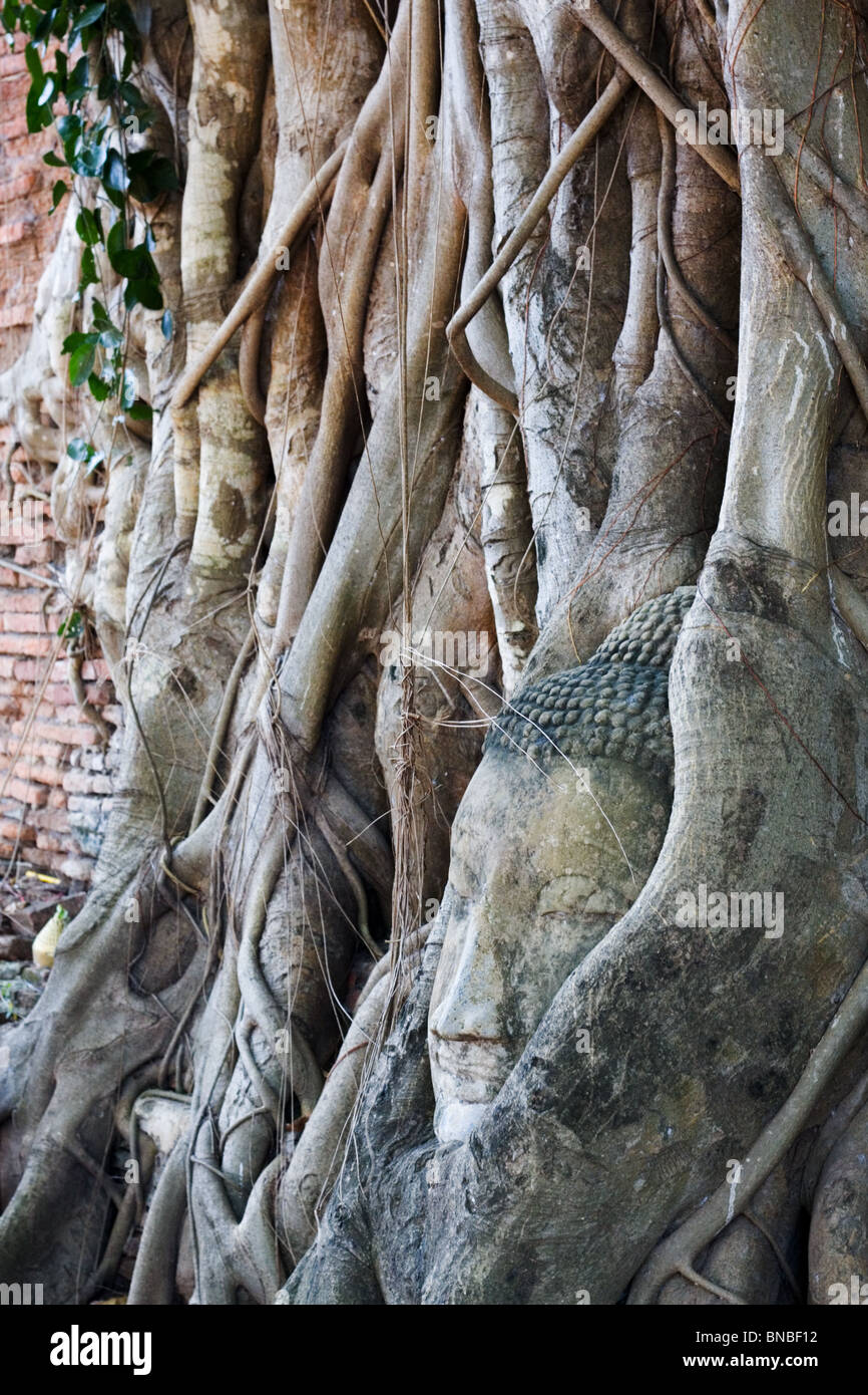 Une tête de Bouddha envahie par les racines des arbres, Wat Mahathat Ayutthaya, Thaïlande Banque D'Images