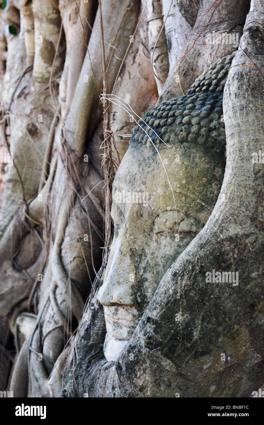 Une tête de Bouddha envahie par les racines des arbres, Wat Mahathat Ayutthaya, Thaïlande Banque D'Images