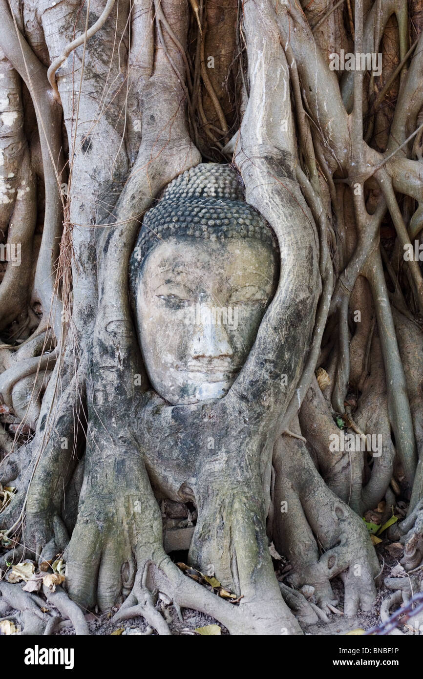 Une tête de Bouddha envahie par les racines des arbres, Wat Mahathat Ayutthaya, Thaïlande Banque D'Images