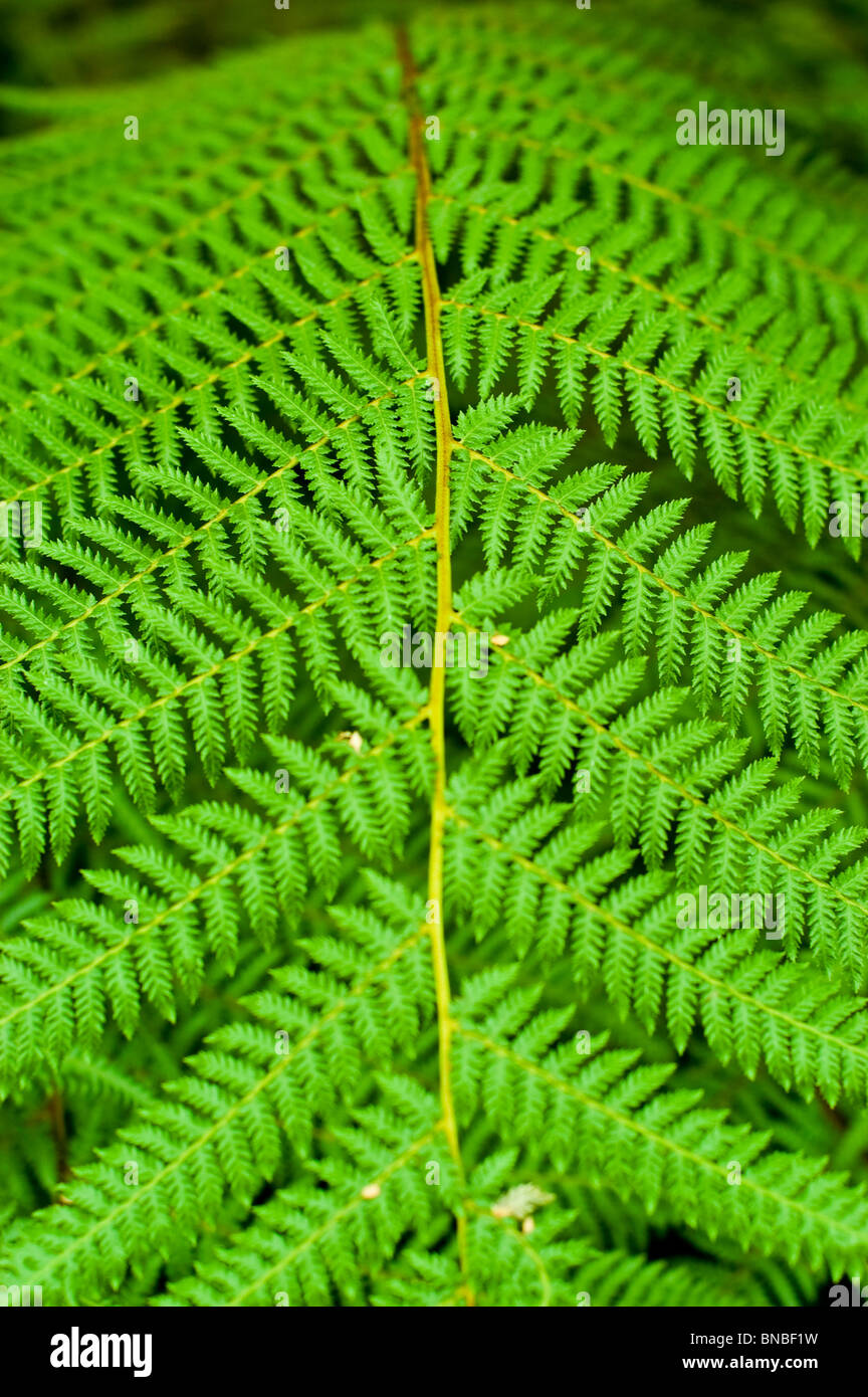 Golden tree fern, Vert jade, fougère arborescente Dicksonia fibrosa, Dicksoniaceae, New Zeland, plant Banque D'Images