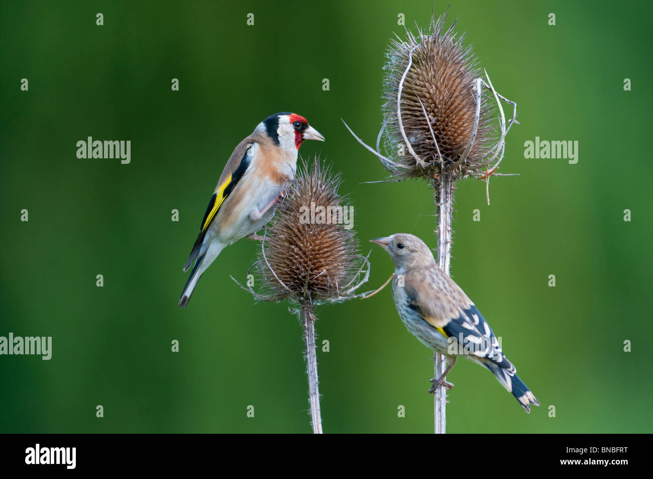 Les chardonnerets européens adultes et juvéniles (Carduelis carduelis) perché sur cardère (Dipsacus fullonum) Banque D'Images