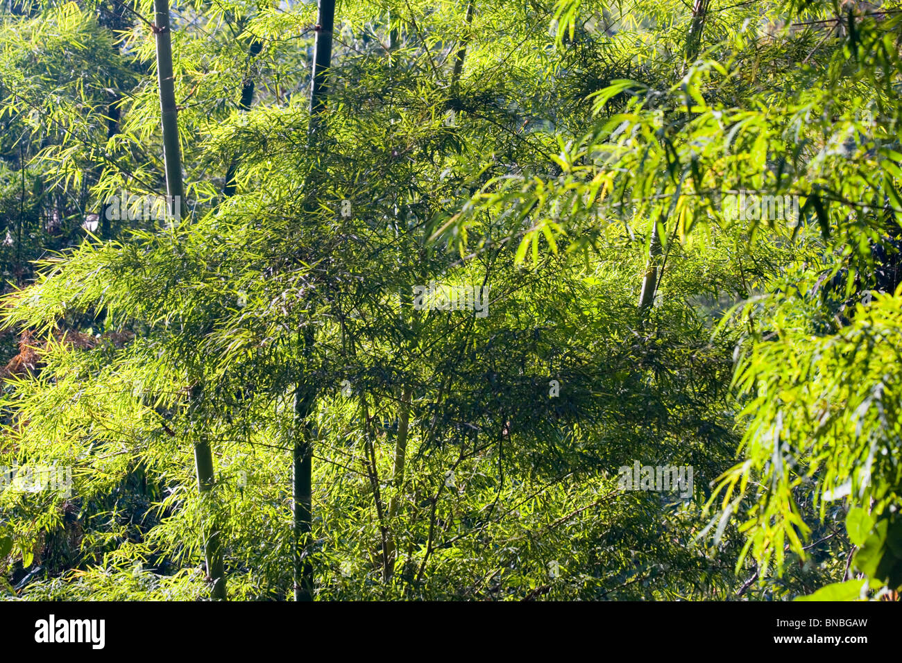 Une forêt de bambou dans le parc national de Doi Inthanon, le nord de la Thaïlande Banque D'Images