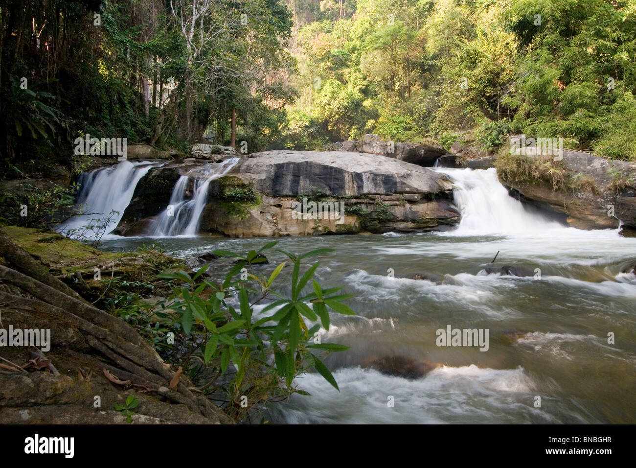 Rivière qui coule à travers la forêt tropicale de montagne près de Vachiratharn Cascade, parc national de Doi Inthanon, la province de Chiang Mai, Thaïlande Banque D'Images