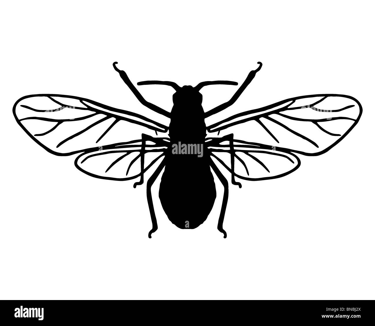 Silhouette de pucerons Banque D'Images