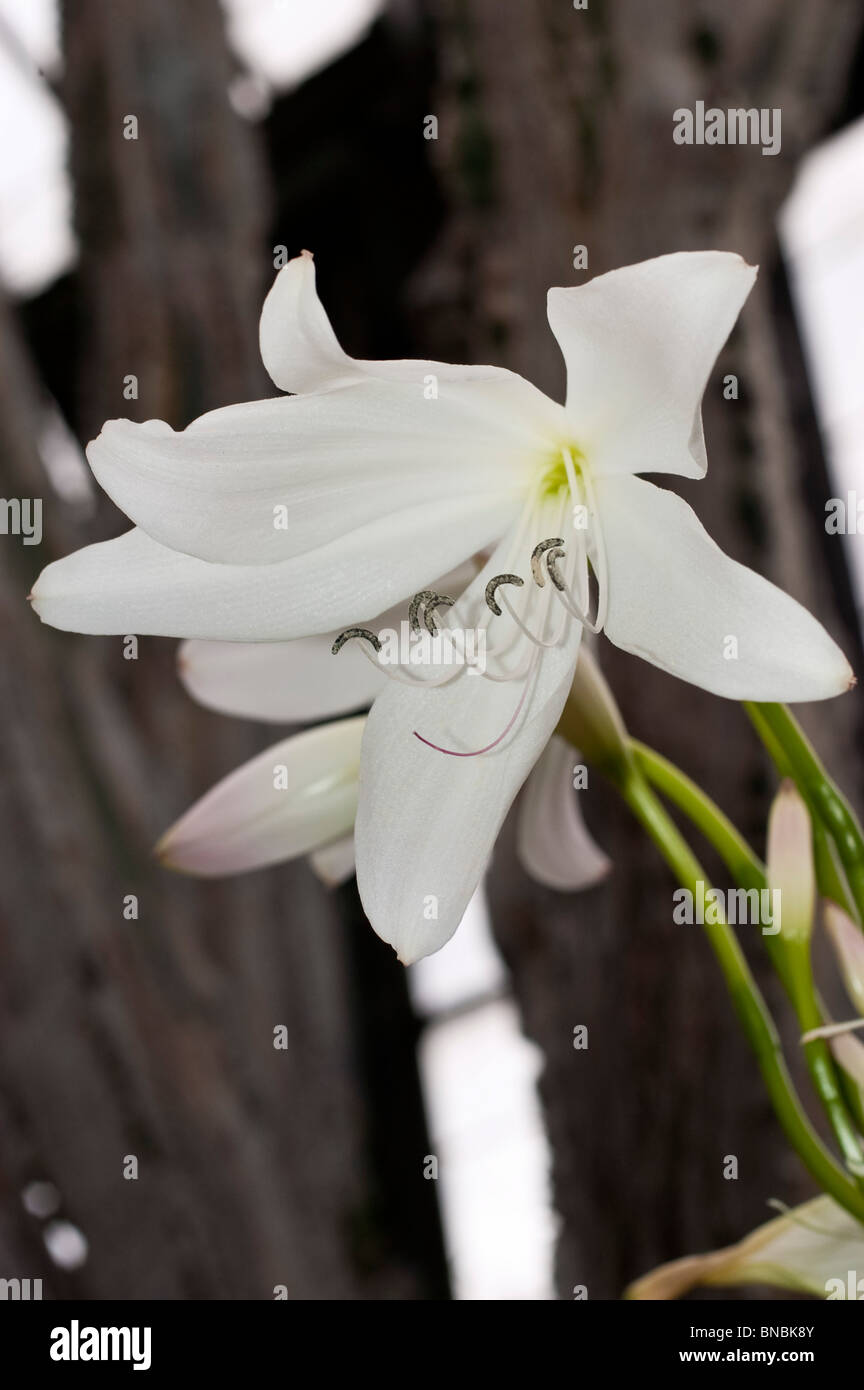 Fleurs blanches de Spider lily, Crinum X powellii, Amaryllidaceae Banque D'Images