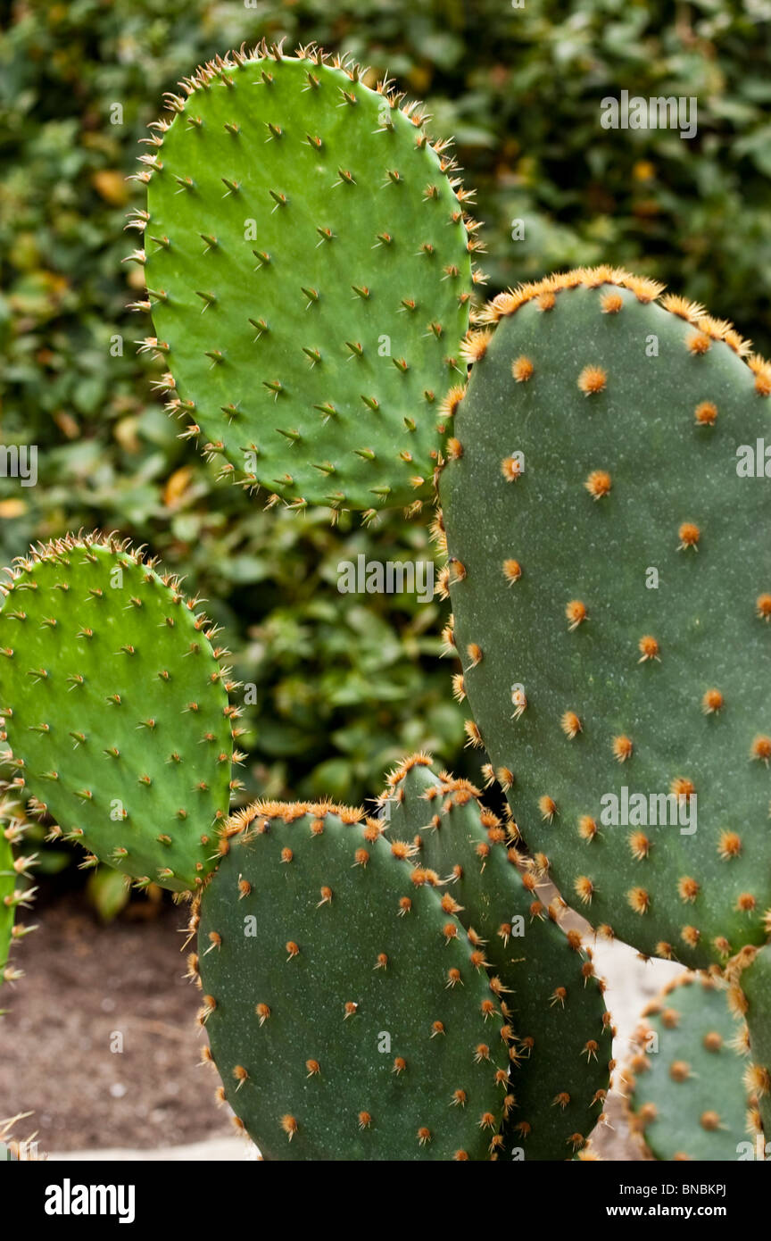 Texas pricklypear, Opuntia engelmannii, cacteaceae, USA, Mexique Banque D'Images