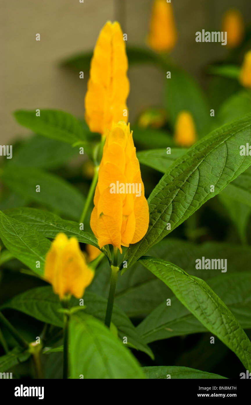 Pachystachys lutea, jaune, fleur, fleur de sucette, des . Banque D'Images