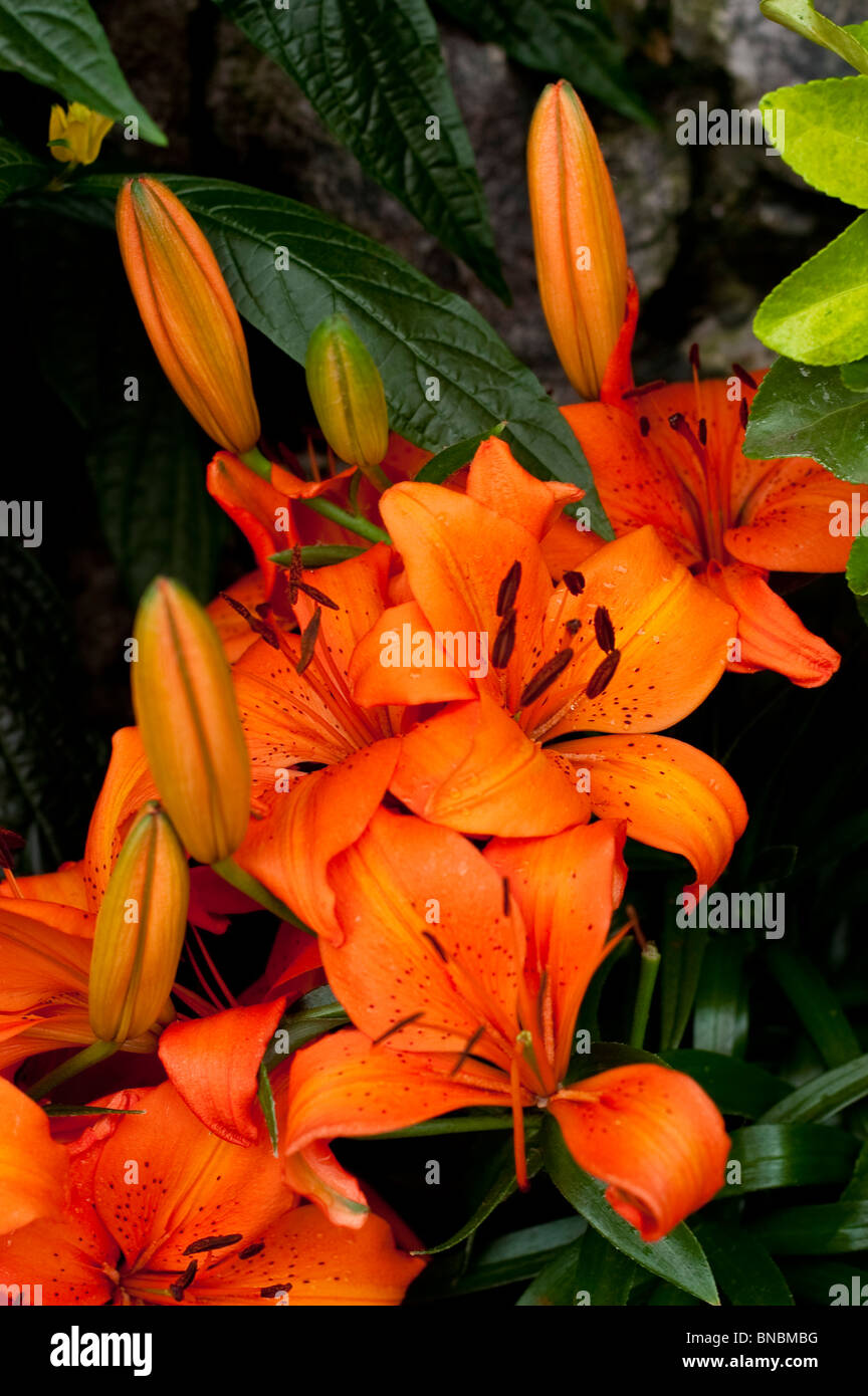 Lily asiatiques, Lilium Pixie Orange, liliaceae Banque D'Images