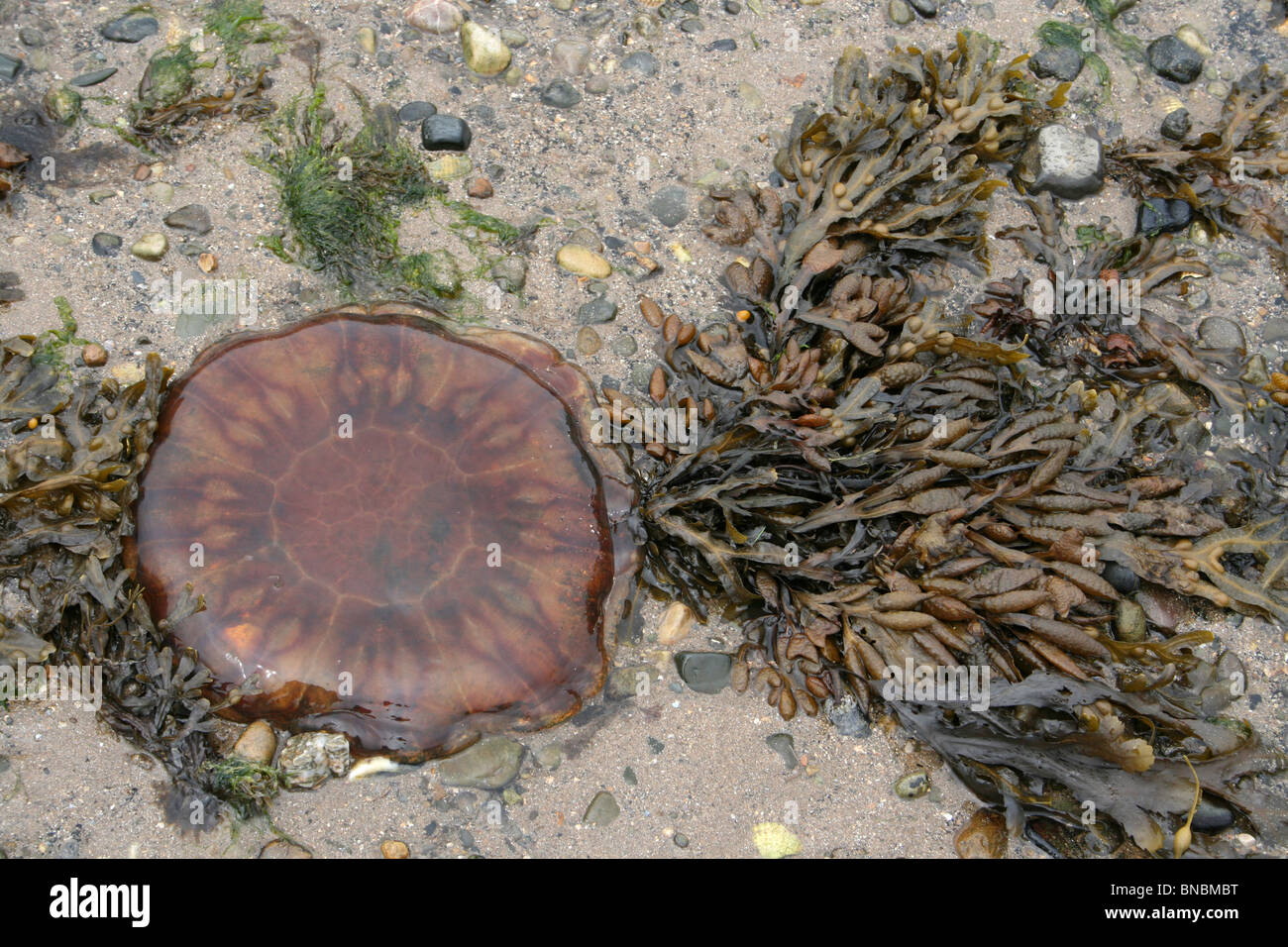 Méduse à crinière de lion Cyanea capillata échoués sur la plage, Beaumaris Anglesey, UK Banque D'Images