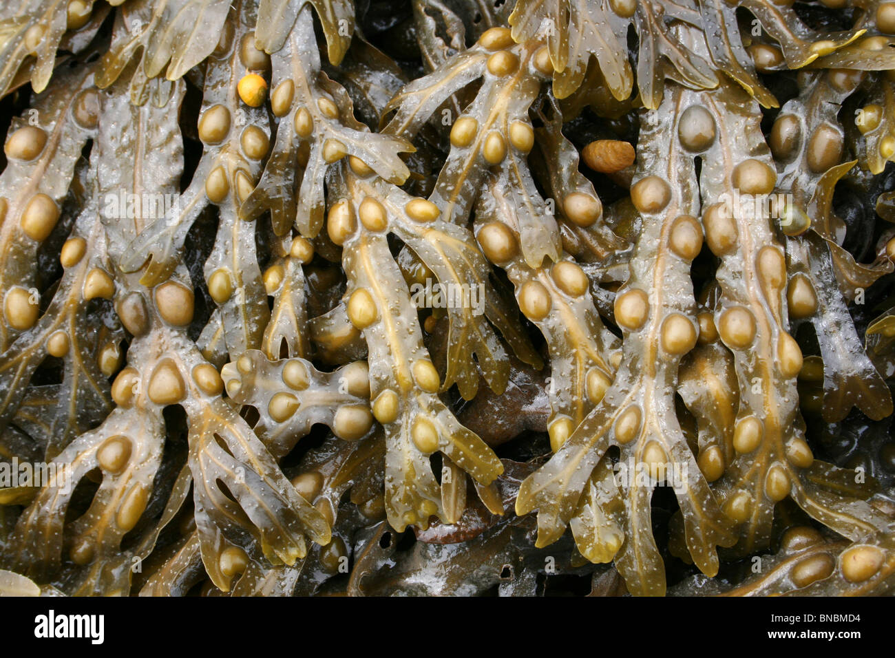 Fucus vesiculosus Fucus vésiculeux prises sur Penmon Point, Anglesey, UK Banque D'Images