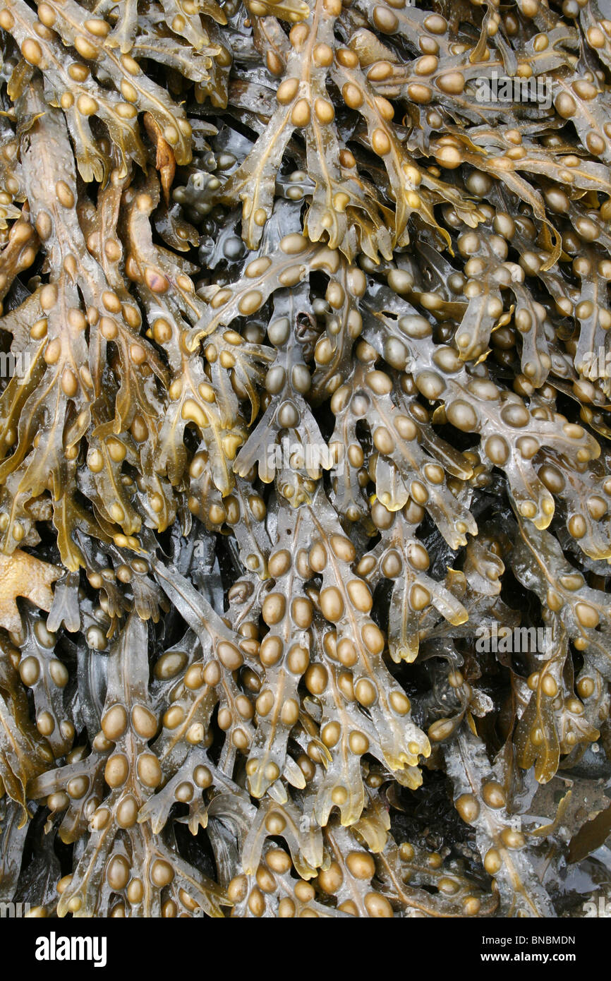 Fucus vesiculosus Fucus vésiculeux prises sur Penmon Point, Anglesey, UK Banque D'Images
