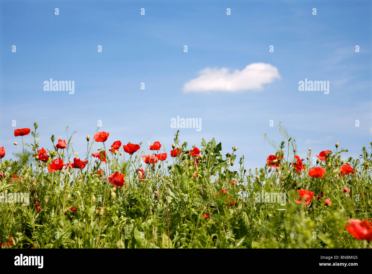 Coquelicot - summer meadow - détail Banque D'Images