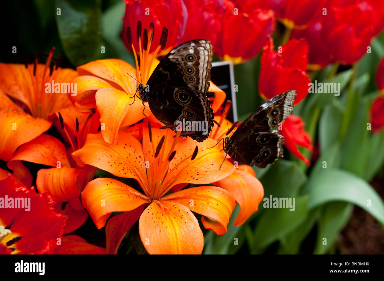 Butterfly sitting orange fleur de lys asiatique jour Banque D'Images
