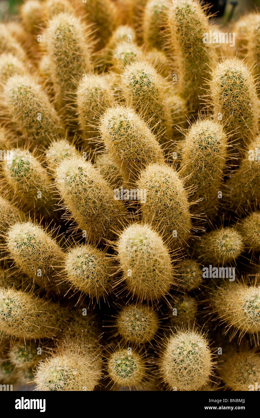 Golden Stars, Doigts de dame, cactus Mammillaria elongata ssp.echinaria, cactaceae Banque D'Images