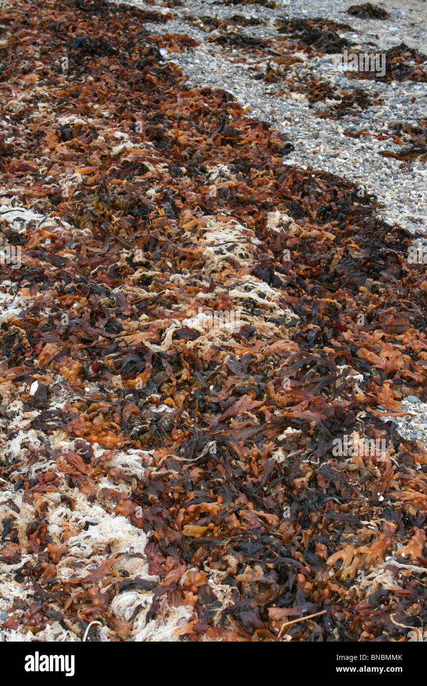 Fucus vesiculosus Fucus vésiculeux séché prises sur la plage, Beaumaris Anglesey, UK Banque D'Images