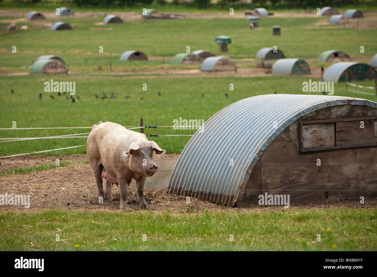 Les porcs à l'air libre sur une ferme porcine de la panure. Banque D'Images