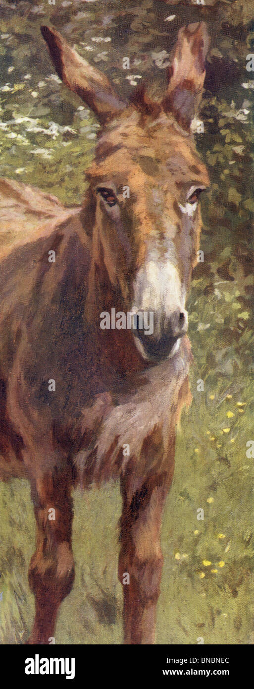 Ne pas être un âne Banque D'Images