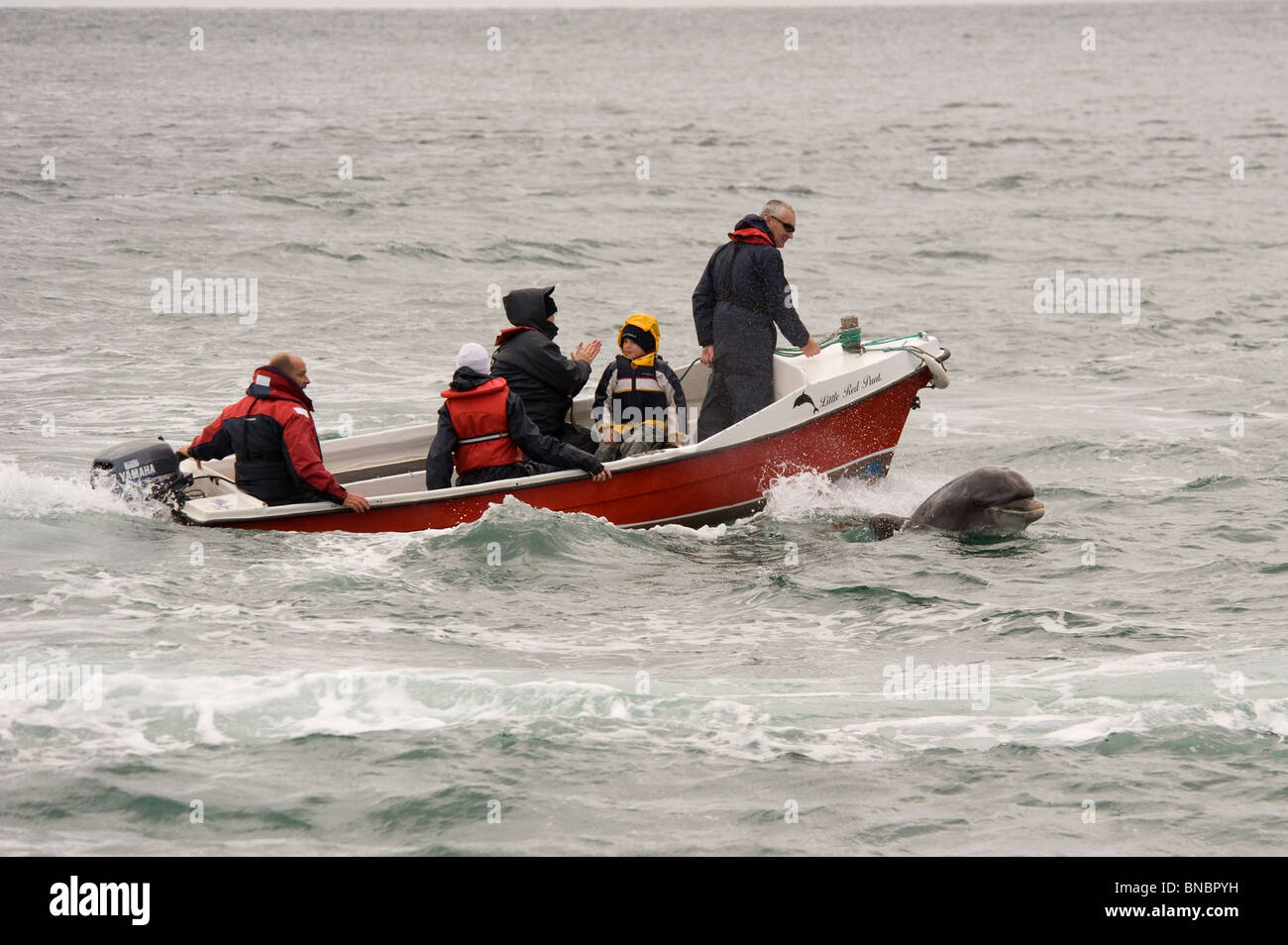 Les gens sur un petit bateau dans la baie de Dingle, Irlande avec Fungie le dauphin à proximité Banque D'Images