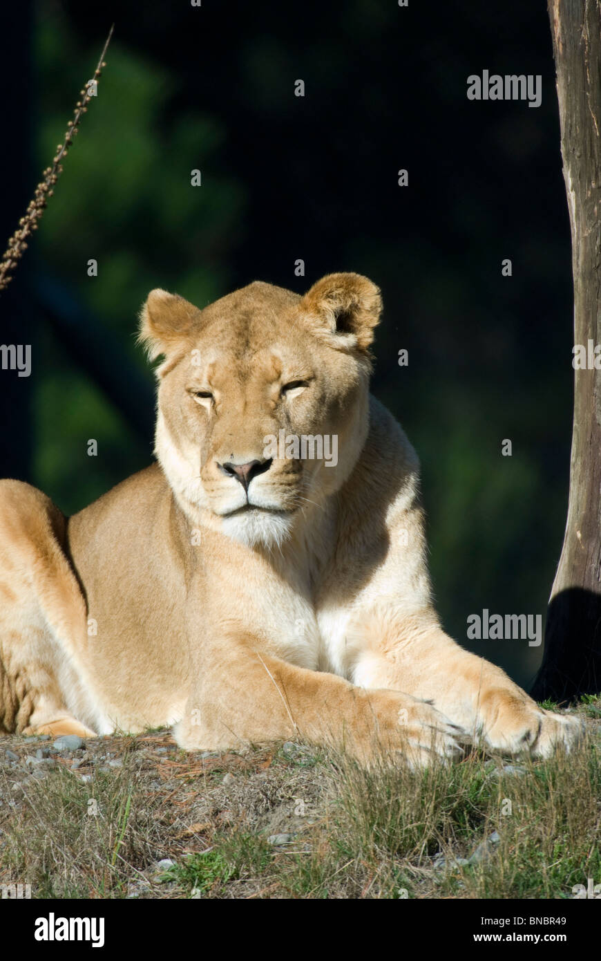 Femme lion, Panthera leo, captive, Christchurch, Nouvelle-Zélande Banque D'Images