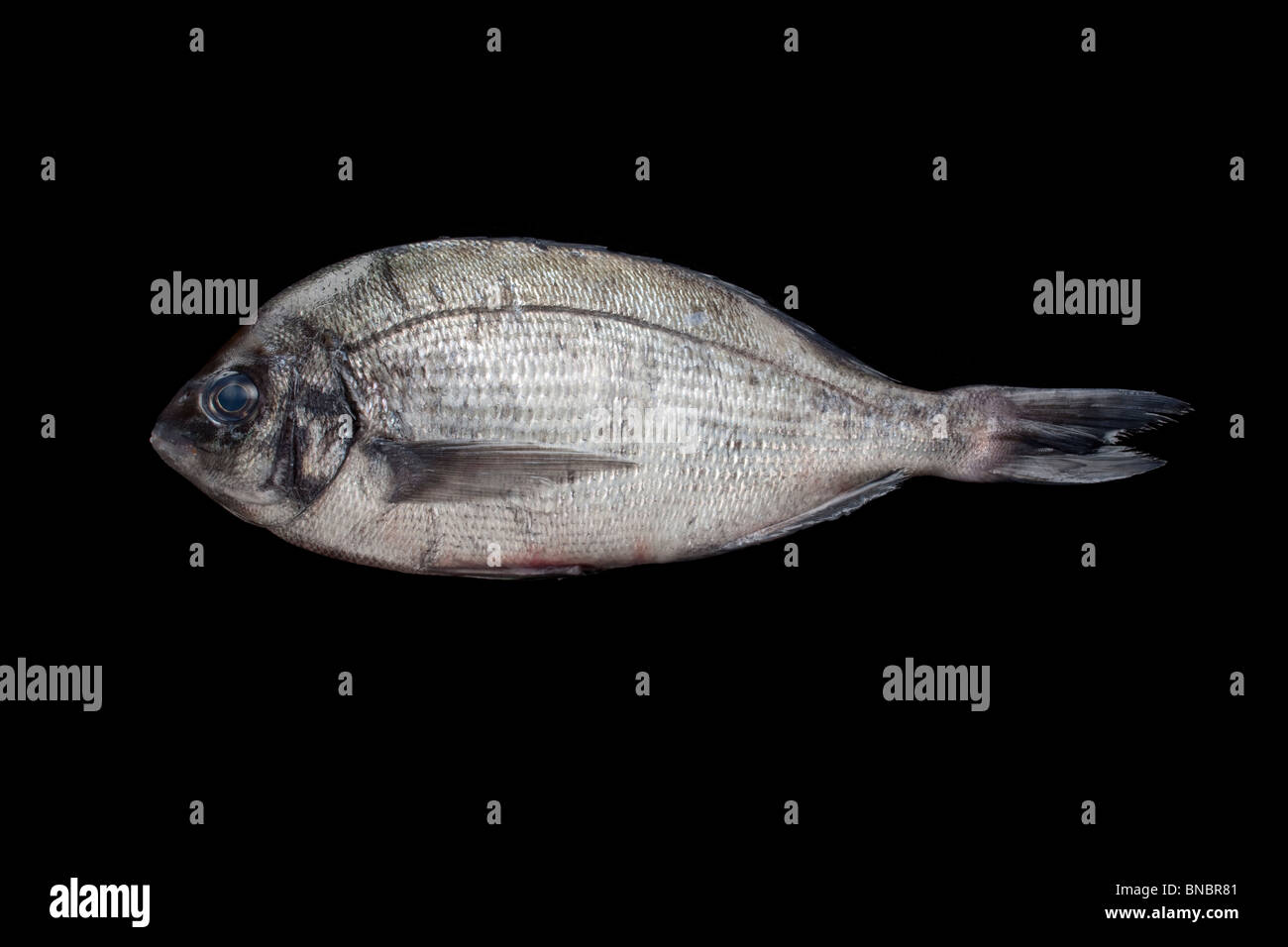 Poissons de mer (non défini) Banque D'Images