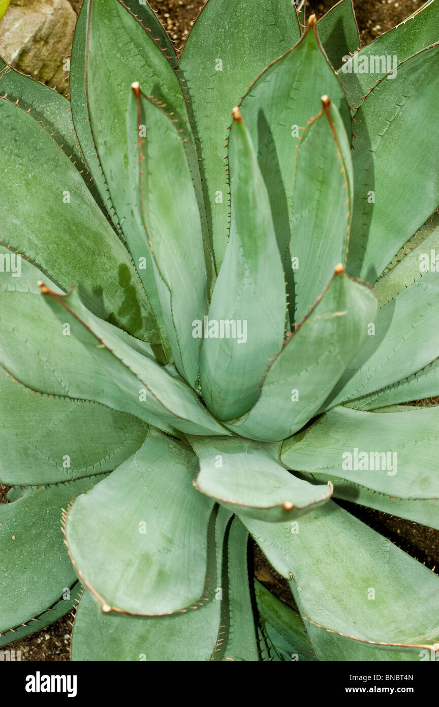 Century plant, de l'Agave sebastiana, agavaceae, Californie, Mexique Banque D'Images