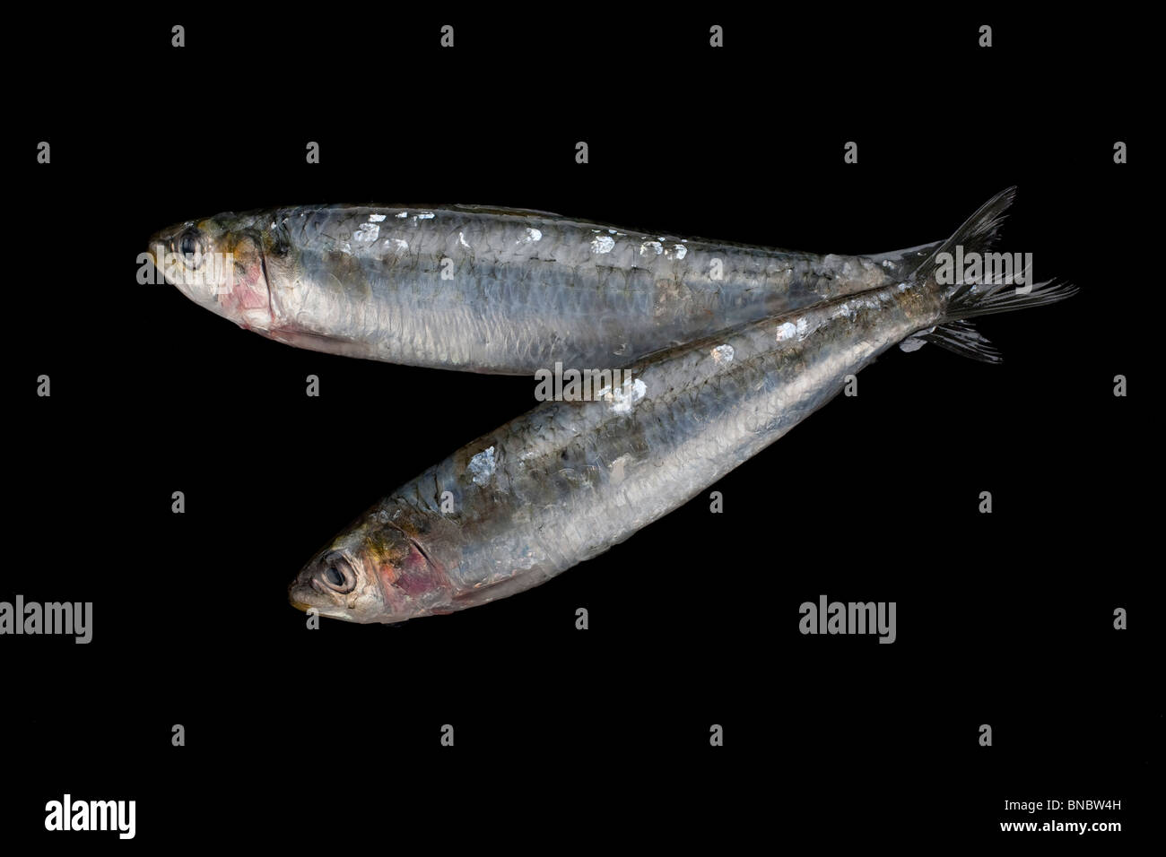 Les sardines, sardines ou ont été nommés après l'île méditerranéenne de la Sardaigne, où ils vivaient dans l'abondance Banque D'Images