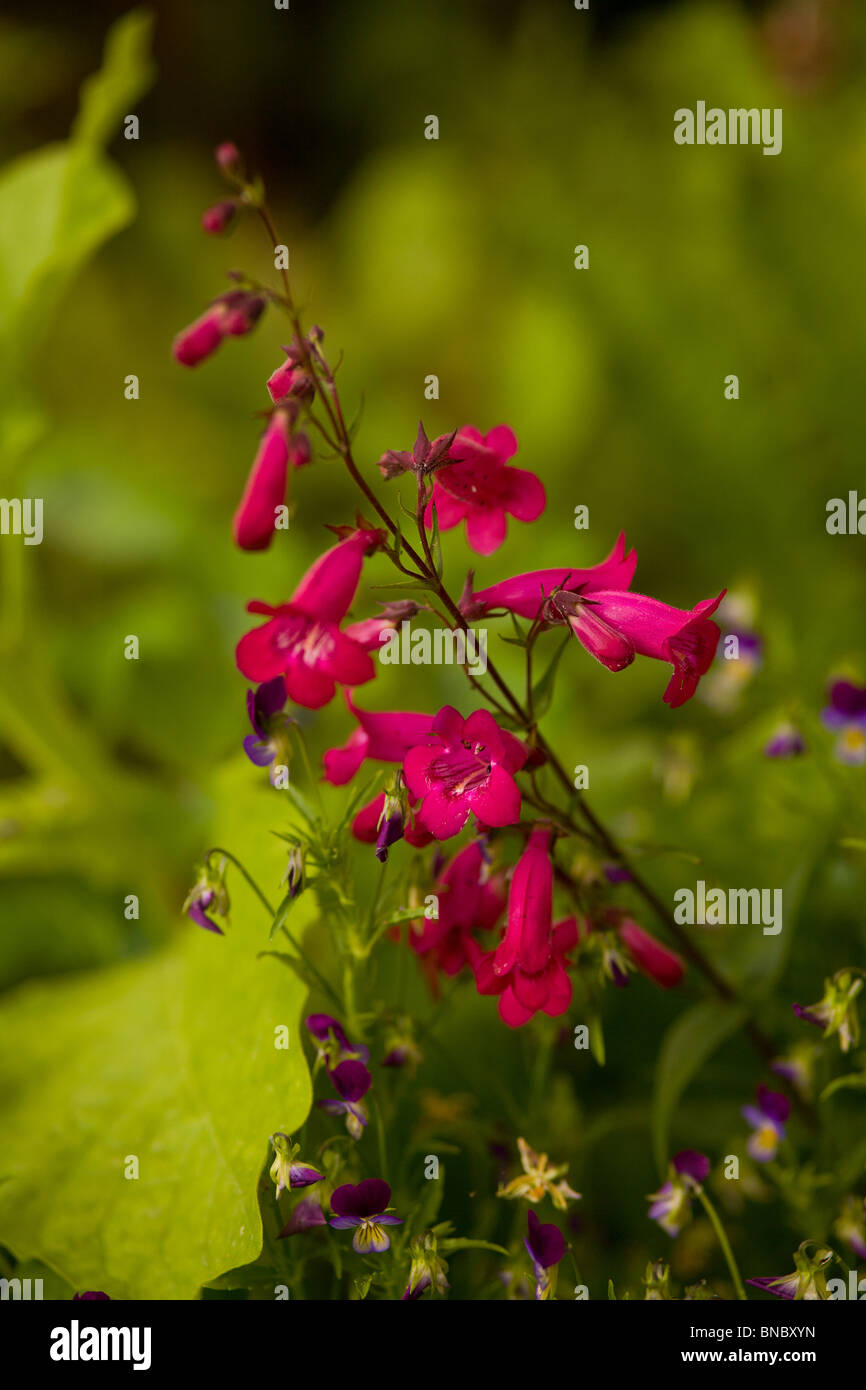 Penstemon 'Garnet' surgit à la Viola 'tricolor'. L'été dans le Chalet jardin Banque D'Images