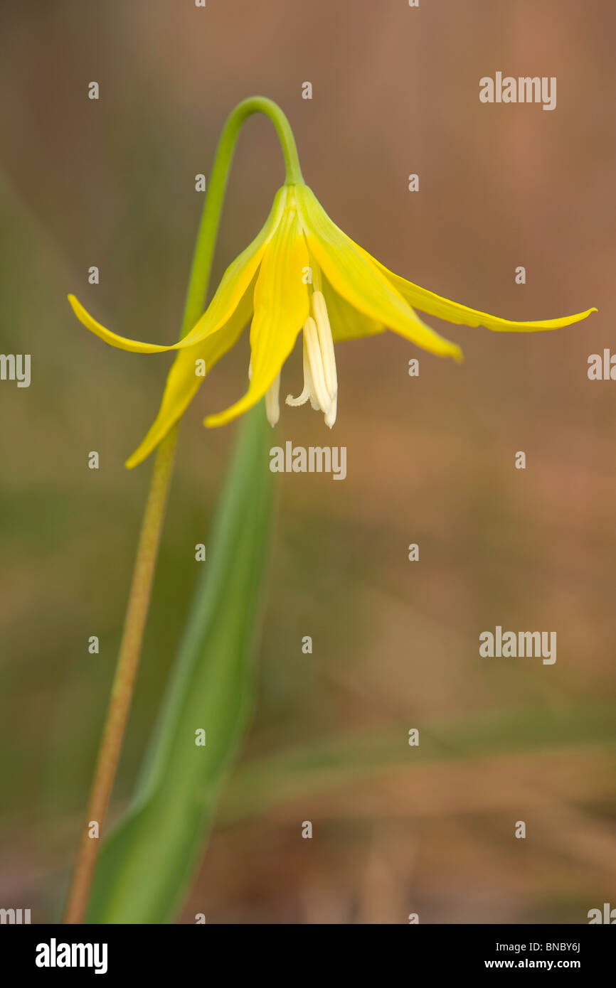 Lily Glacier (Erythronium grandiflorum) printemps wildflower, Columbia River Gorge, Oregon, USA Banque D'Images