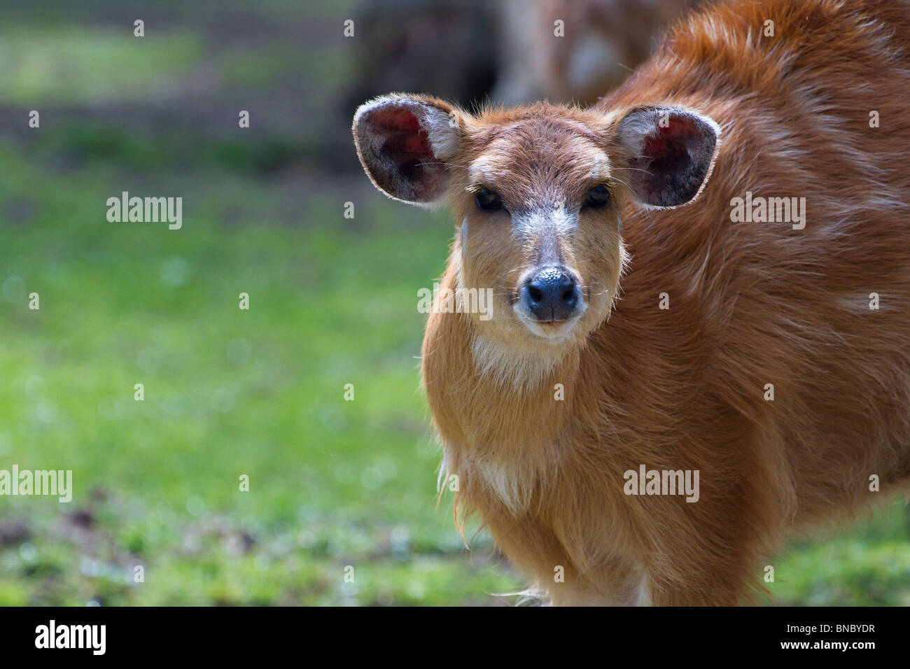 Speke's sitatunga (Tragelaphus spekii) à directement à l'appareil photo Banque D'Images