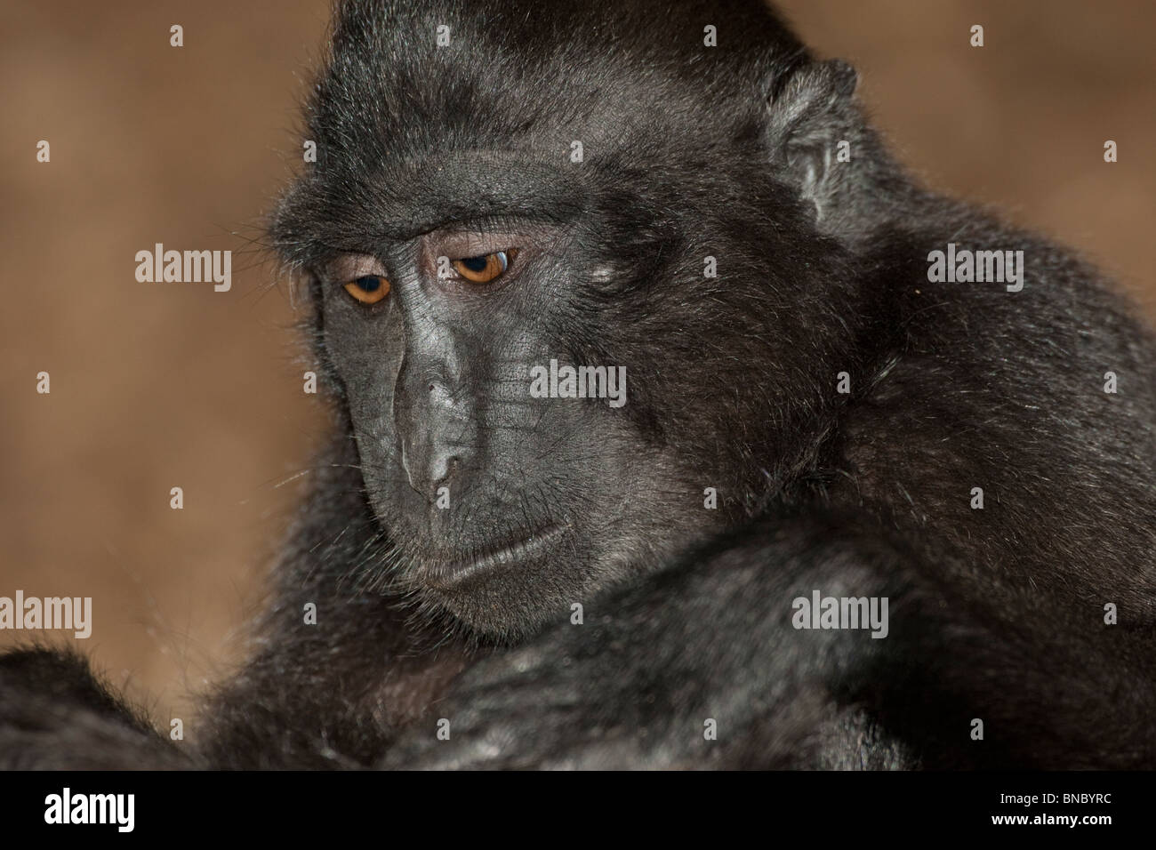 Sulawesi Crested Macaque, Macaca nigra, de l'Indonésie. Banque D'Images