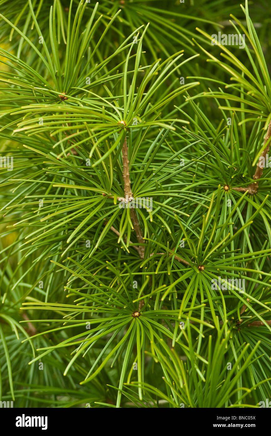 Pin Parasol japonais, Sciadopitys verticillata, taxodiaceae, Japon, Asie Banque D'Images