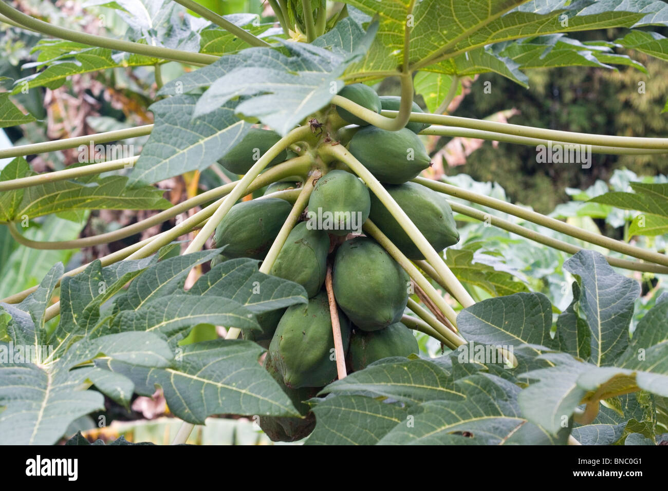 Les papayes sur un papaya tree Banque D'Images