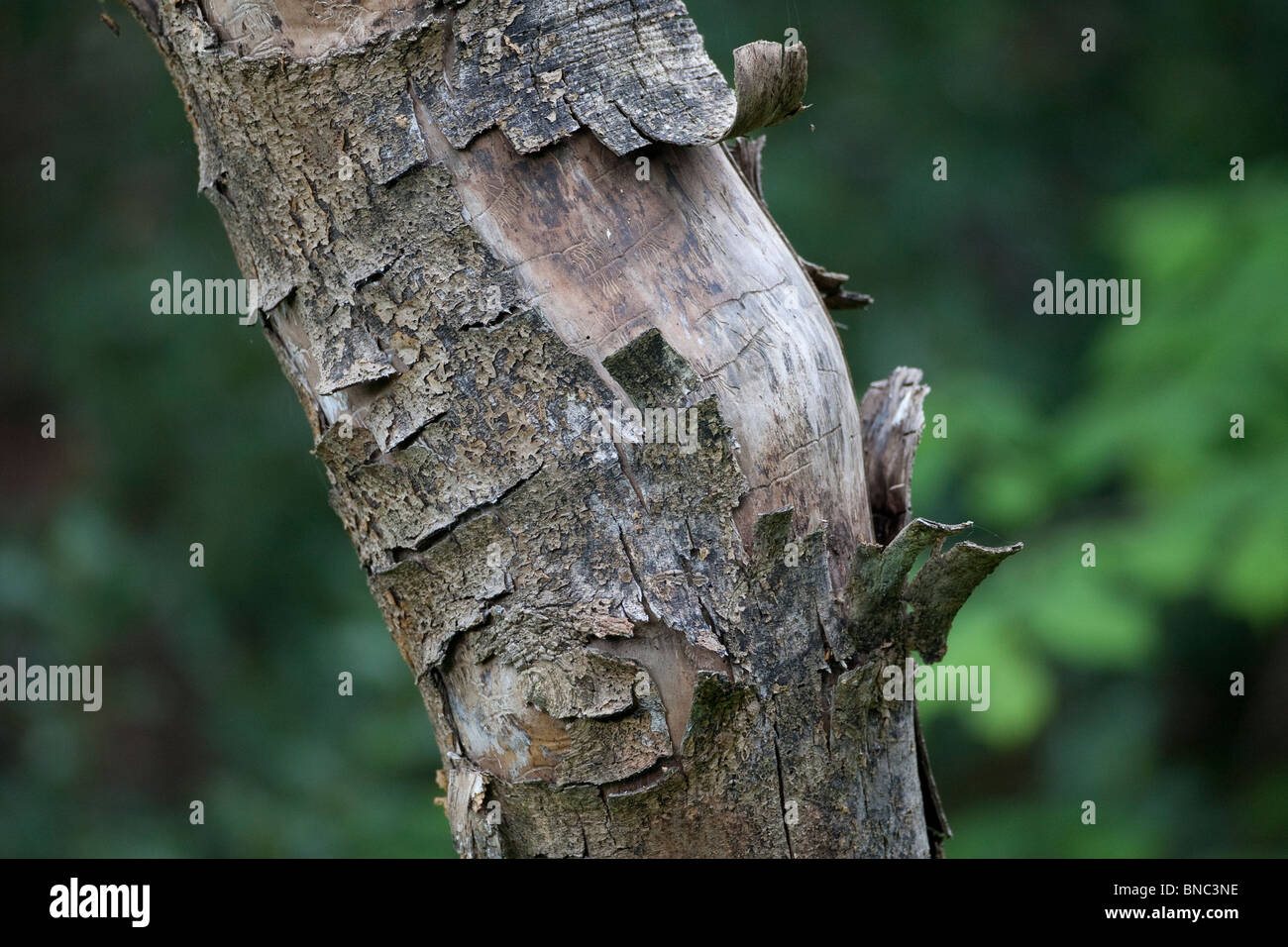 Peler l'écorce de l'arbre mort montrant les marques de larves d'insectes galeries. Banque D'Images