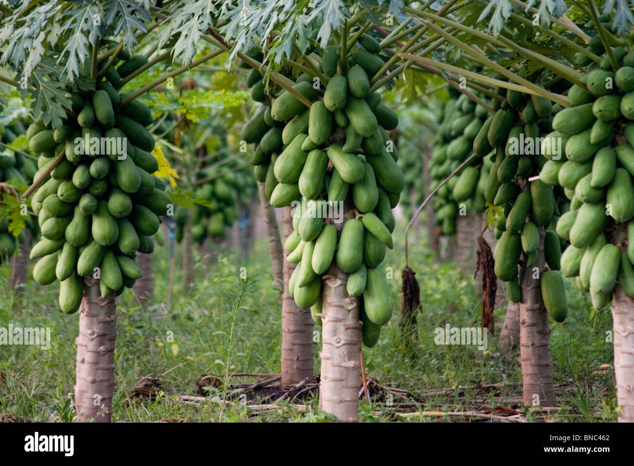 Papaye (Carica papaya) croissant dans une plantation près de Tha Ton, la province de Chiang Mai, Thaïlande Banque D'Images