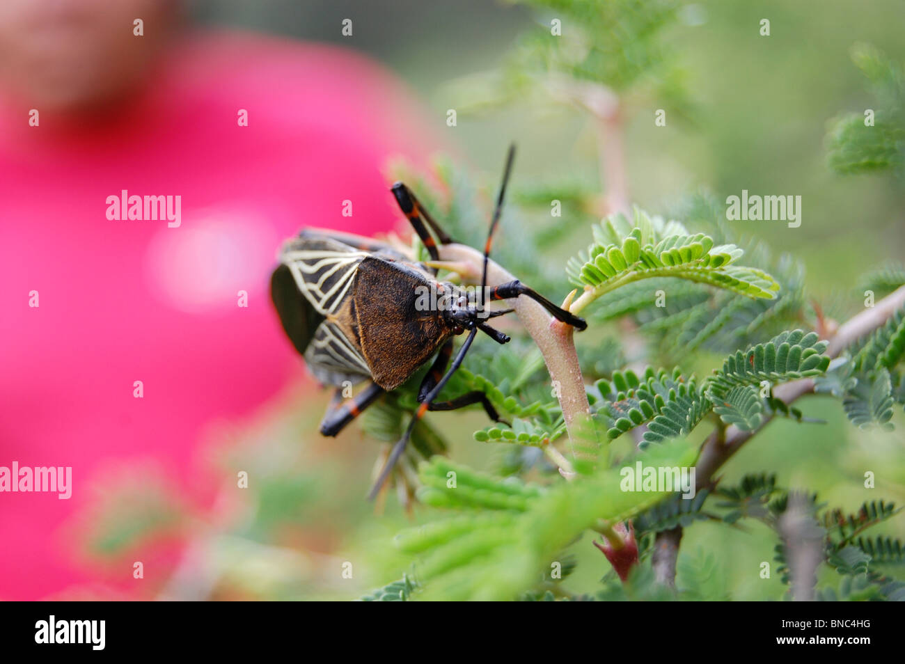 Mesquite géant bug (neocalifornicus Thasus) sur une aiguille bush (Acacia farnesiana) Banque D'Images
