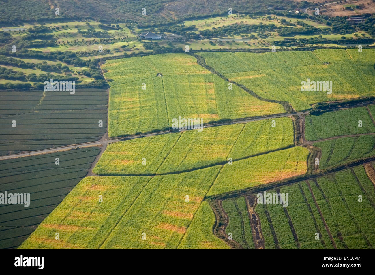 Hawaii, Maui, champs de canne à sucre de l'air Banque D'Images