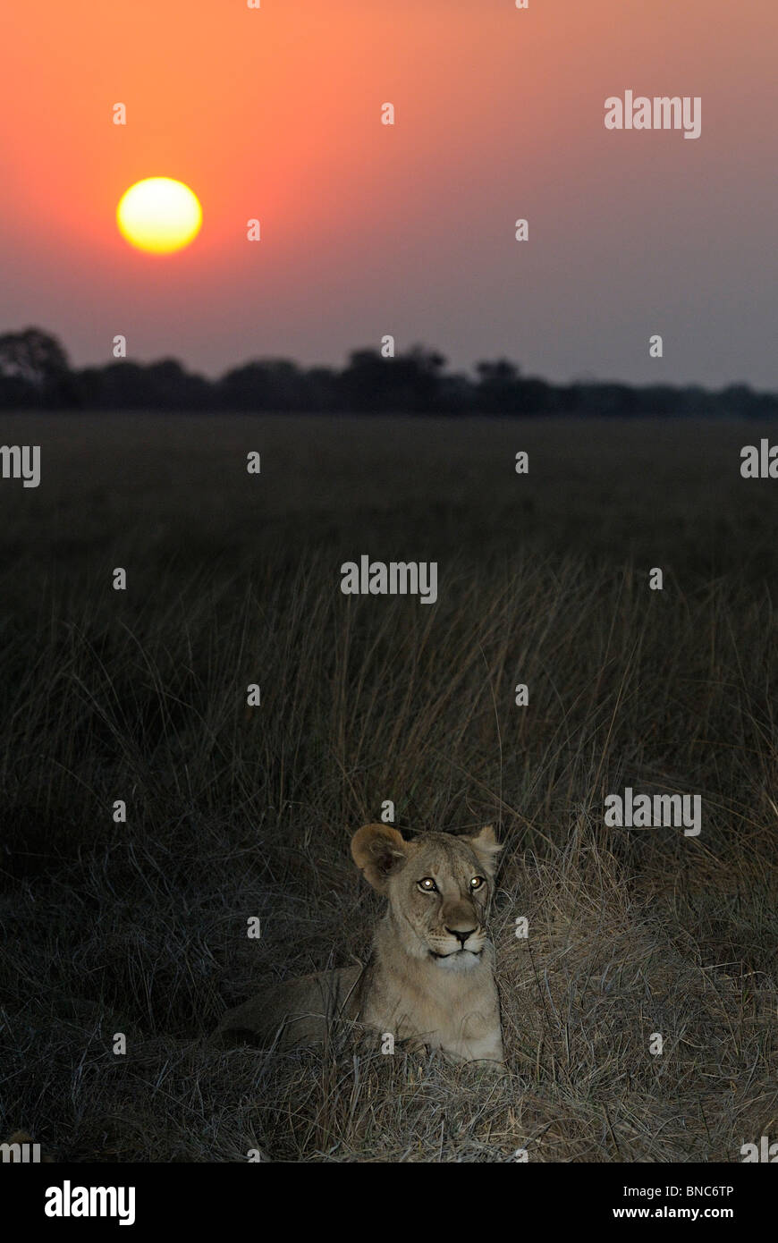 Lioness (Panthera leo) au coucher du soleil, Busanga Plains, Kafue National Park, Zambie Banque D'Images