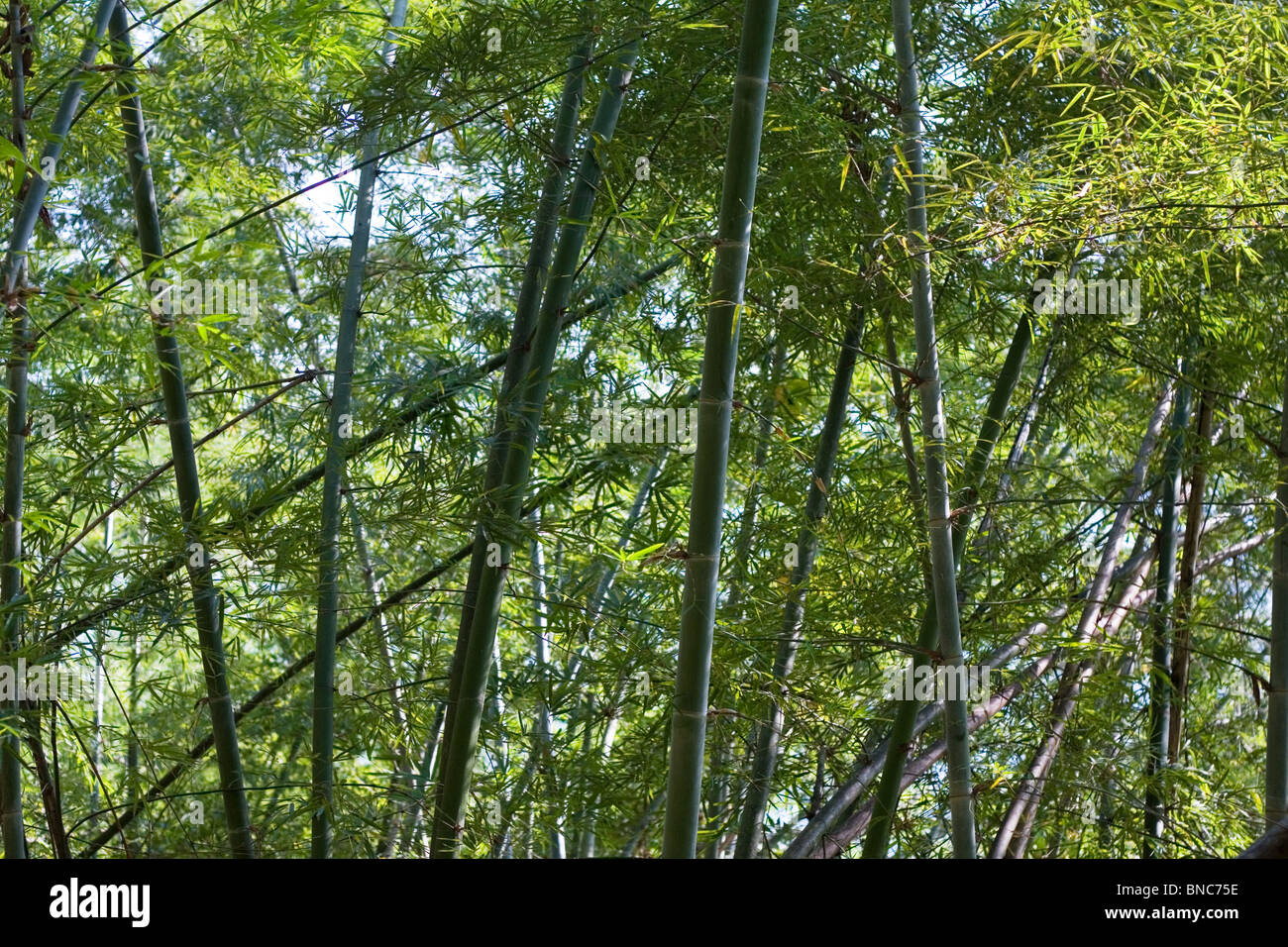 Forêt de bambou, dans le nord de la Thaïlande Banque D'Images