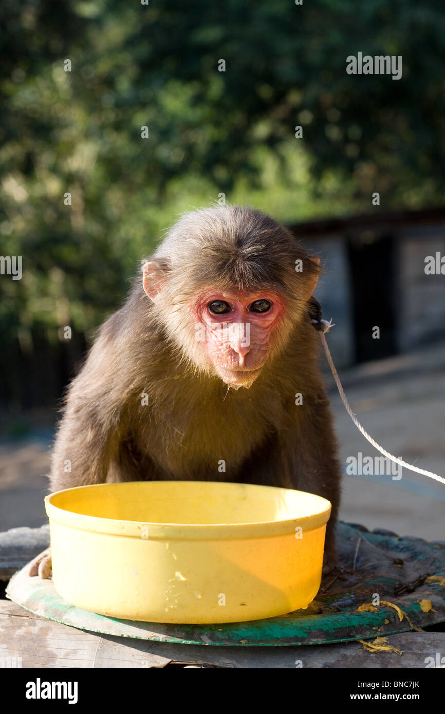 Animal de compagnie Pig-Tailed Macaque à une corde, Thaïlande Banque D'Images