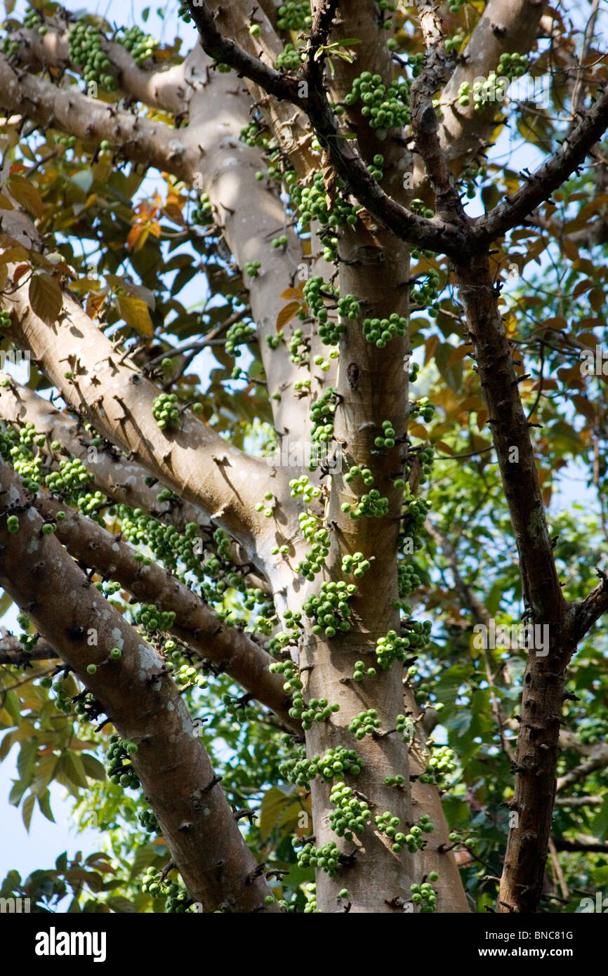 De plus en plus de petites figues vertes en grappes sur un grand figuier tropical, Thung Salaeng Luang Parc National, Thaïlande Banque D'Images