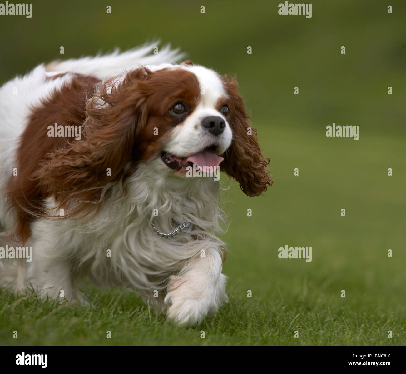 Cavalier King Charles Spaniel exécutant, l'Islande Banque D'Images