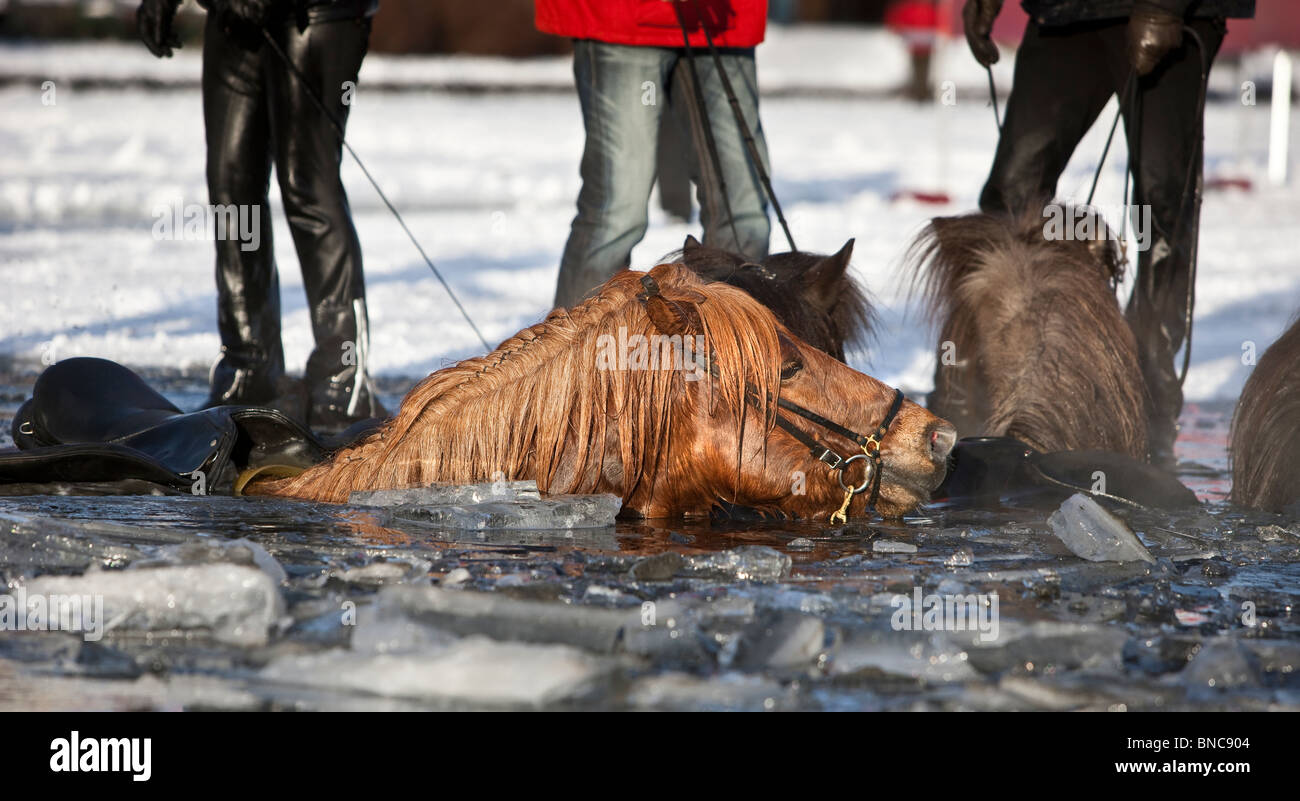 Les chevaux ne tombent dans l'étang gelé l'hiver à l'exposition à Reykjavik, Islande Banque D'Images