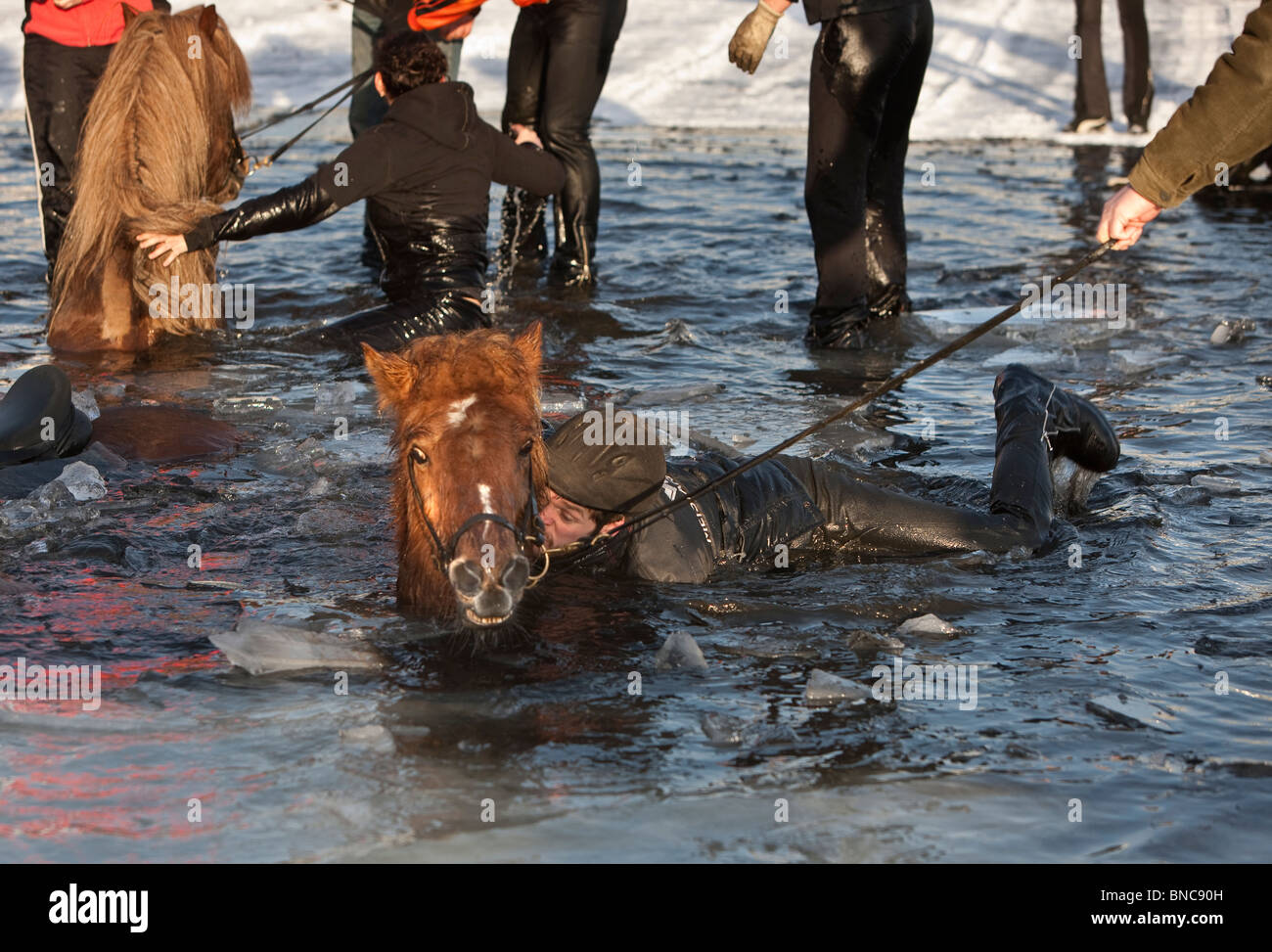 Les chevaux ne tombent dans l'étang gelé l'hiver à l'exposition à Reykjavik, Islande Banque D'Images