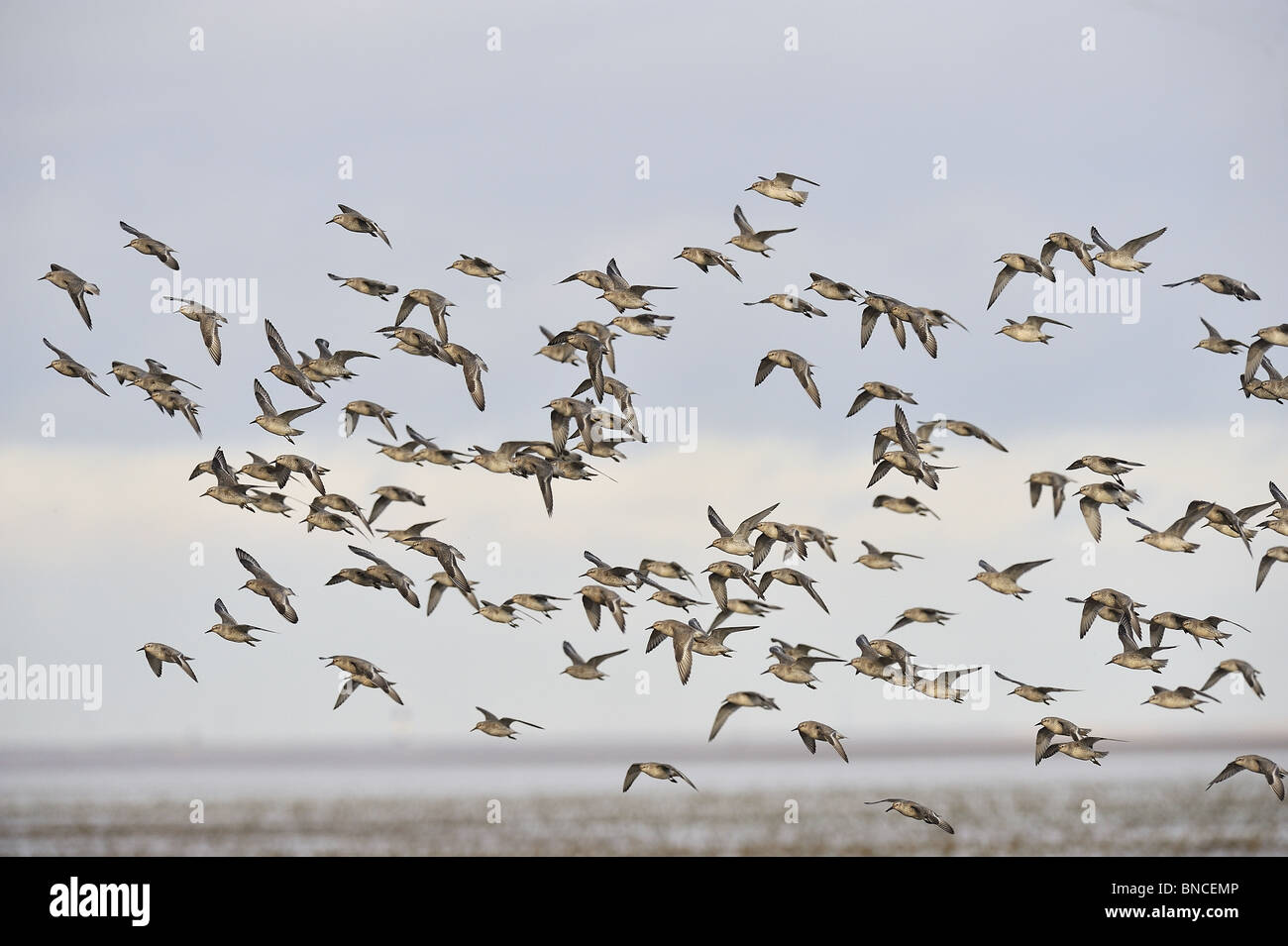 Bécasseau maubèche (Calidris canutus) - troupeau en vol - Lincolnshire UK Banque D'Images