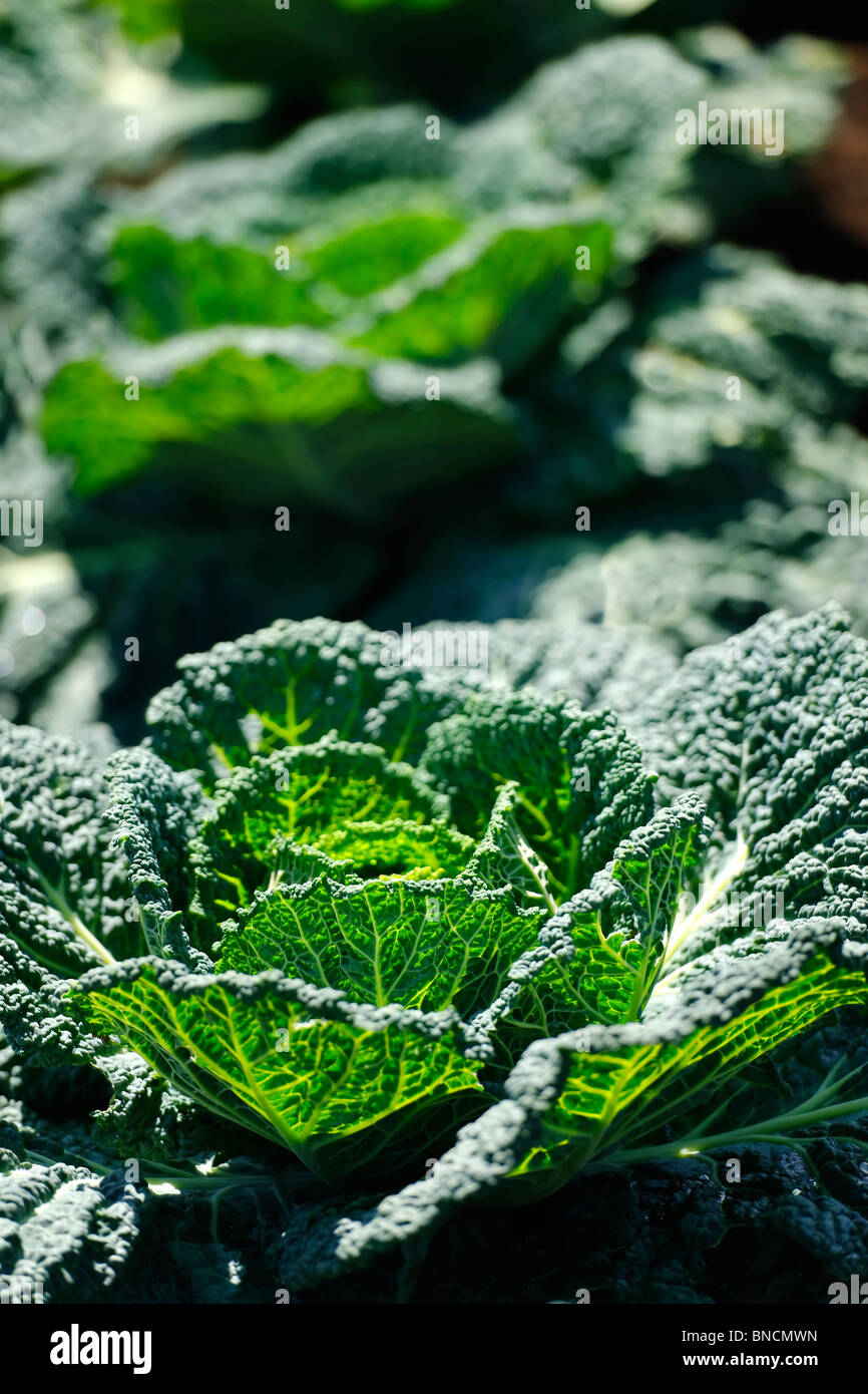 - Brassica oleracea chou Banque D'Images