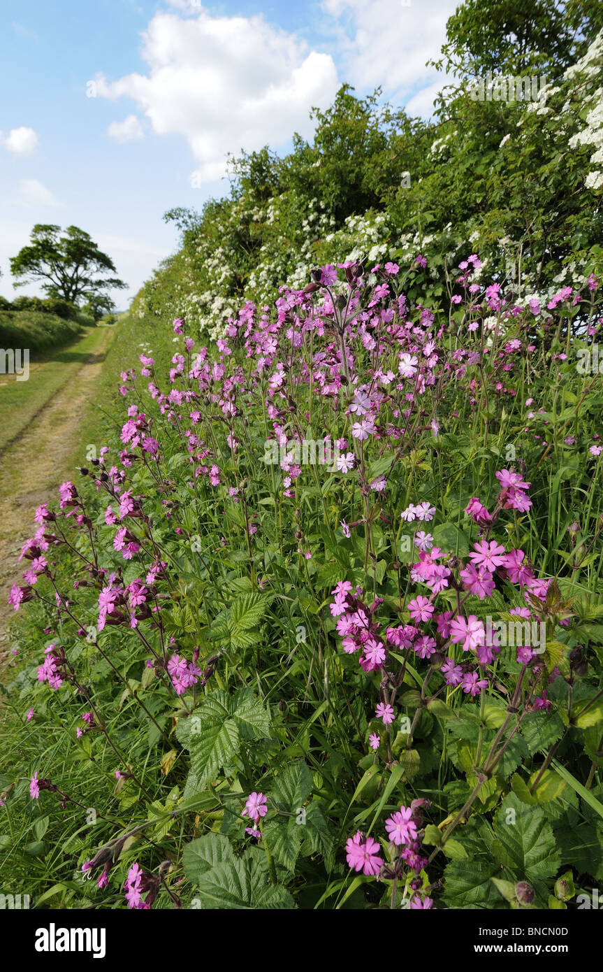 Country lane bridalway, montrant haie avec red avec Red Campion, Norfolk, UK Banque D'Images