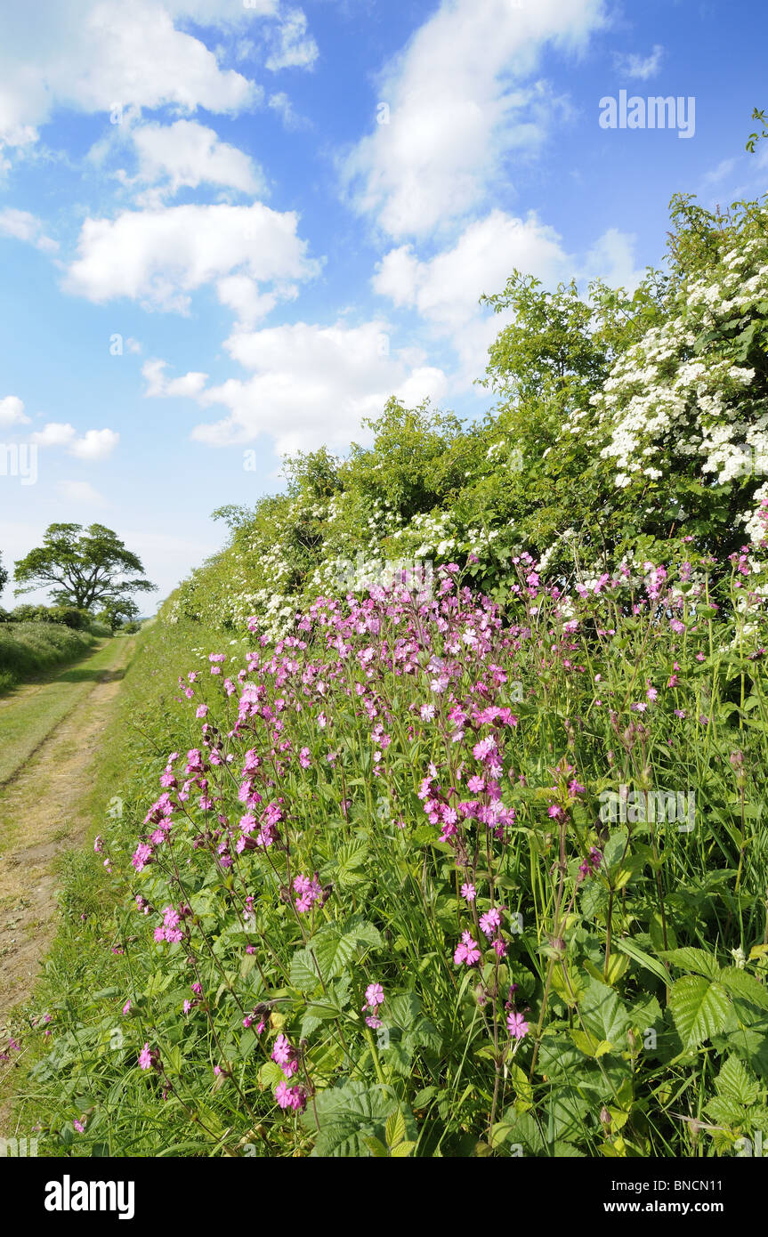 Country Lane, Suite Nuptiale montrant haie avec red avec Red Campion, Norfolk, UK Banque D'Images