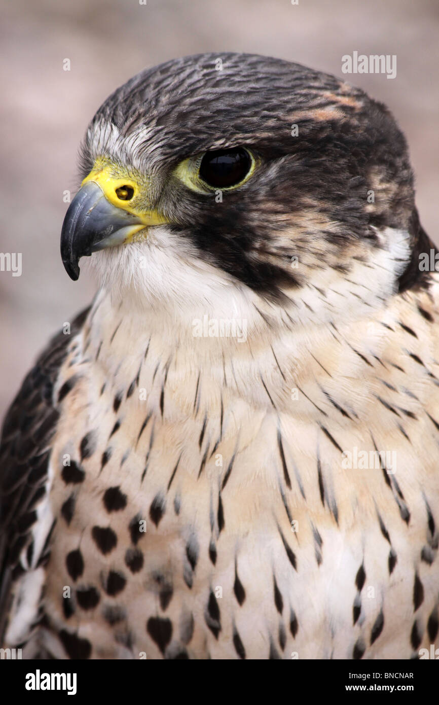Close Up de tête d'un faucon sacre Falco cherrug Banque D'Images