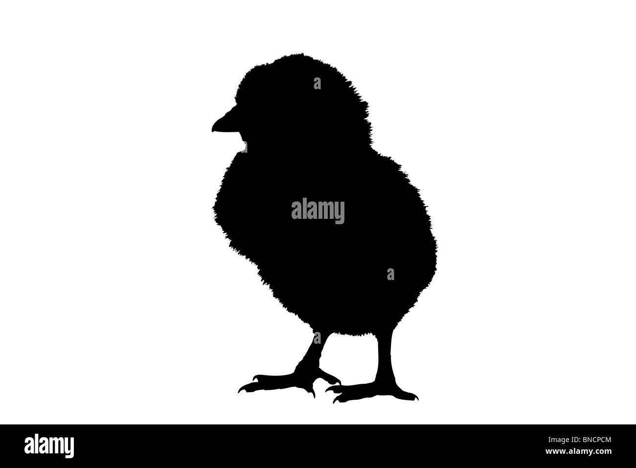 La silhouette d'un mignon petit Baby Chicken Banque D'Images La silhouette d'un mignon petit Baby Chicken Banque D'Images